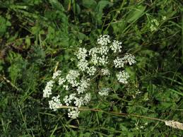 Image result for Pimpinella afra