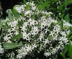 Image result for Pavetta gerstneri