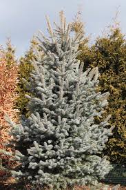 Maybe you would like to learn more about one of these? Dwarf Blue Spruce Fat Albert Garden Housecalls