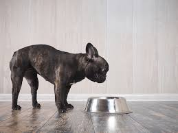 Here are some key elements to look for when selecting dog food. What S The Best Food For French Bulldogs With A Sensitive Stomach