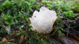 We did not find results for: Clear Jelly Uk Fungi