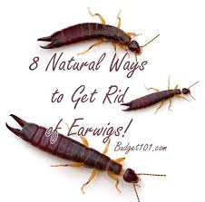 Bathroom Little Black Bugs In My House 8 Natural Ways To Get Rid Of Earwigs Homemade Pesticides Getting Rid Of Earwigs Earwigs Pest Control