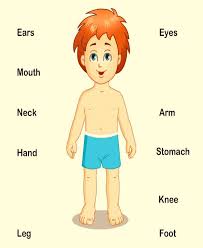 We have worksheets that ask kids to match pictures of parts with their names, match parts with actions, worksheets for hands, feet, mouth, nose, ears. Human Body Lesson For Class 2