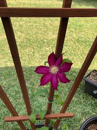Check spelling or type a new query. Just When I Was Absolutely Sure My Baby Clematis Hadn T Survived The Winter It Suddenly Grew Leaves And Bloomed In The Space Of Two Days Gardening