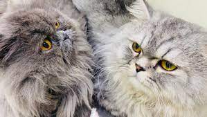 Sunrise boulevard animal hospital provides quality veterinary care to dogs and cats near roseville, citrus heights, antelope, granite bay, rocklin, and more! Sunrise Pet Clinic Home Facebook