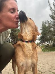 Little brown dog needs a home