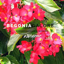 Did You Know That One Of The Uses Of Begonias Is To Polish Sword Blades Hopefully That S Not What You Ll Be Using Y Beautiful Gardens Plants Planting Flowers
