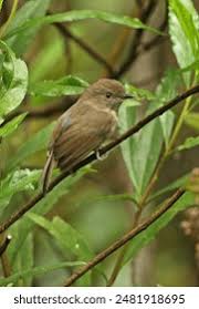 Image result for Newtonia