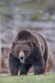 Shop our great selection of grizzly bear decor & save. Landscapes Radivs Animals Bear Stuffed Animal Grizzly Bear Bear Art