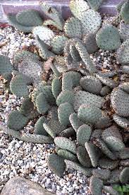 The photo opportunity jumped right out at me from a hundred. Beavertail Prickly Pear Cactus Opuntia Basilaris In Wilmington Hampstead Jacksonville Onslow Hanover North Carolina Nc At Pender Pines Garden Center