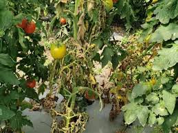 Image result for tomato seedling fusarium wilt