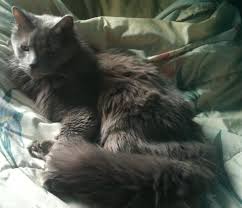 Are you looking for a perfect name for your gray color kitten? Nebelung Wikipedia