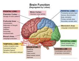 Lateral View Of Brain With Lobes Colored And Functions Listed Brain Anatomy And Function Brain Anatomy Human Anatomy And Physiology