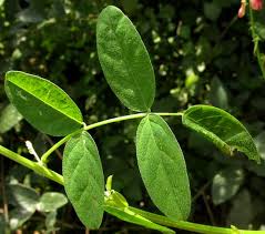 Image result for Indigofera trita