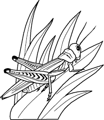 Coloring pages for kids insect coloring pages. Free Printable Bug Coloring Pages For Kids