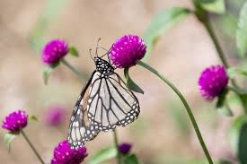 Maybe you would like to learn more about one of these? The Best Gardens And Flower Fields In New England Adventures In New England