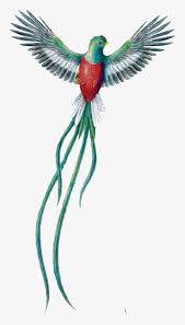 Quetzal coloring pages printable and coloring book to print for free. Quetzal Dibujo Png Quetzal De Guatemala Png Free Transparent Png Download Pngkey