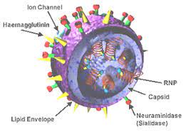 La mayoría de los virus de la gripe aviar no infectan al ser humano, pero algunos, como el a(h5n1) o el el periodo de incubación de los casos humanos de gripe aviar por a(h5n1) puede ser superior. Influenza Wikipedia