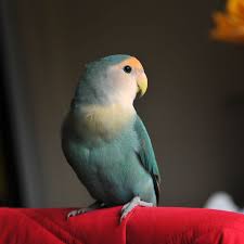 What is the best bird for a pet. 8 Top Small Pet Birds