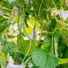 Green beans grow in all humidity conditions if properly watered. How To Grow Green Beans
