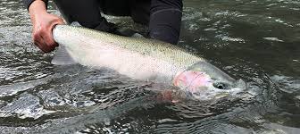 Imx.to uploader terms of service privacy policy dmca contact us. 8 Amazing Techniques To Catch Winter Steelhead Riptidefish