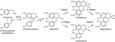 Aporphine is an alkaloid with the chemical formula c 17h 17n. Isolation And Characterization Of Reticuline N Methyltransferase Involved In Biosynthesis Of The Aporphine Alkaloid Magnoflorine In Opium Poppy Journal Of Biological Chemistry