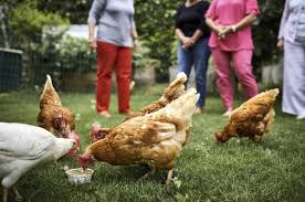 Um hühner zu halten und artgerecht zu versorgen, braucht man keinen großen bauernhof. Huhner Im Garten Halten Was Man Beachten Sollte
