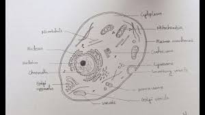 Thanks for watchingi am demonstrating the colorful diagram of animal cell (class 9 to 12) step by step which you can draw very easily. Easy Drawing Easy Plant And Animal Cell Diagram Novocom Top
