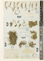 Image result for Selaginella imbricata