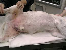 The mean age for the development of this condition is eight years in dogs, though it has been reported in animals less than one year of age. Take 5 Key Points For Managing Cutaneous Mast Cell Tumors In Dogs