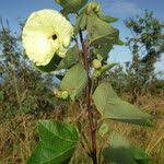 Image result for Azanza lampas