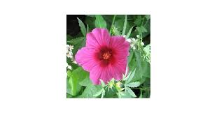 Image result for Hibiscus cannabinus