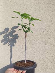 Image result for Euphorbia transvaalensis