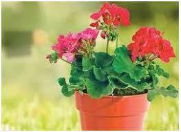 Home depot promo codes at dealnews.com for may 16, 2021. Home Depot Flowers Home Decor