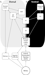 9400 ward pky ste 624. Perceptual Development Part Ii The Cambridge Handbook Of Infant Development