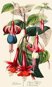 Fuchsias 1855 Victorian Vintage Botanical Illustrations Flowers Botanical Drawings Floral Art Flower Art