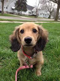 Tinker Bell Long Hair Shaded Cream Miniature Dachshund Imgur Miniature Dachshund Dachshund Breed Weenie Dogs