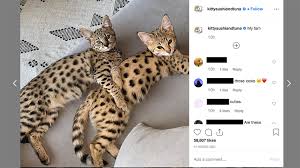 F designations in savannah cats tells us how many generations removed from the african serval the savannah is. Justin Bieber S 35k Part Exotic Kittens Are Not A Hit With Peta Cnn