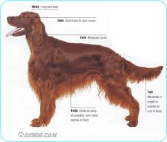 Use the search tool below and browse adoptable gordon setters! Irish Setter Irish Setter Dogs Irish Setter Irish Dog