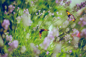 That live in your area. Butterfly Gardens How To Create A Butterfly Garden Primrose Blog