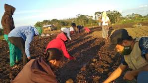 Hal ini sejalan dengan bertambahnya jumlah populasi pembukaan stomata daun pada bawang merah (allium ascalonicum l). Mahasiswa Polbangtan Kementan Ajak Petani Sumba Tengah Olah Bawang Merah Berita Satu