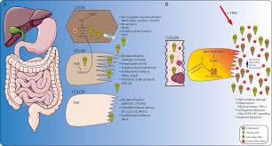 Meaning of colon in english. Bile Acids And Colon Cancer Is Fxr The Solution Of The Conundrum Sciencedirect