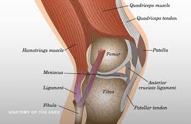 The anterior cruciate ligament (acl) is one of the most commonly injured knee ligaments, with almost 80% of cases occurring without direct contact to the knee. Acl Tear Encinitas Ca Acl Reconstruction Carlsbad Ca Acl Injury Oceanside Ca