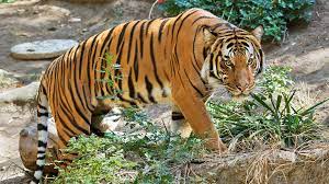 Harimau malaya adalah makhluk yang anggun dan merupakan subspesies yang unik di semenanjung malaysia, dengan tiga wilayah prioritas pada 2015, itu ditempatkan di bawah daftar terancam punah. 8 Spesis Haiwan Yang Paling Terancam Di Malaysia