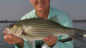 But i guess i need to start. Hot Weather Means Hot Action On Thurmond Lake Stripers Hybrids