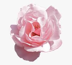 Download free pink flowers png with transparent background. Transparent Aesthetic Flower Png
