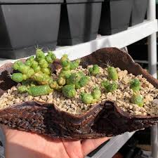 3 more photos view gallery. Mammillaria Elongata Monstruosa Lady Finger Cactus Monstruous In Gardentags Plant Encyclopedia
