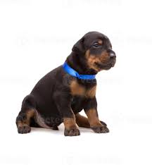 Yuengling lager, yuengling golden pilsner, southern tier ipa, high noon sun sips, twisted tea & more! Doberman Puppy In Blue Ribbon Isolated On White 1372635 Stock Photo At Vecteezy