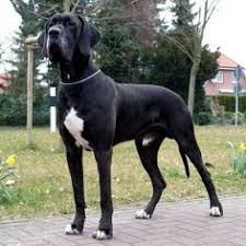 We did not find results for: 9 Daniff Ideas Puppies Dogs Great Dane