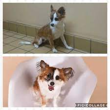 You've probably heard other people label you shy before, as if shyness was a do you feel equally nervous talking to one person as to a group of people? When We First Adopted Jolene She Was So Shy And Nervous She Would Barely Come Near Us Now She S Confident Affectionate And Bossy 9gag